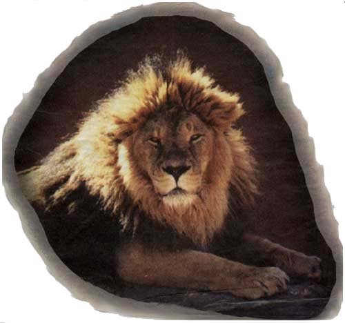 Indian Lion