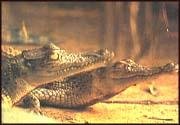 Bhitarkanika Thantia Crocodile