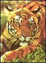 Royal Bengal Tiger